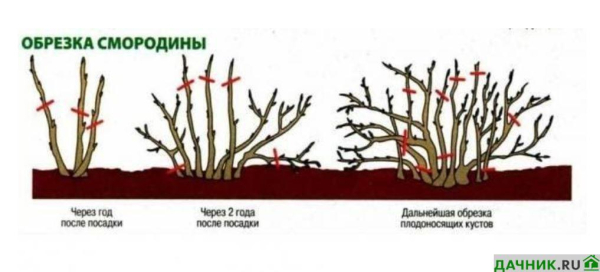 Нюансы выращивания красной смородины Сахарная: советы опытных садоводов