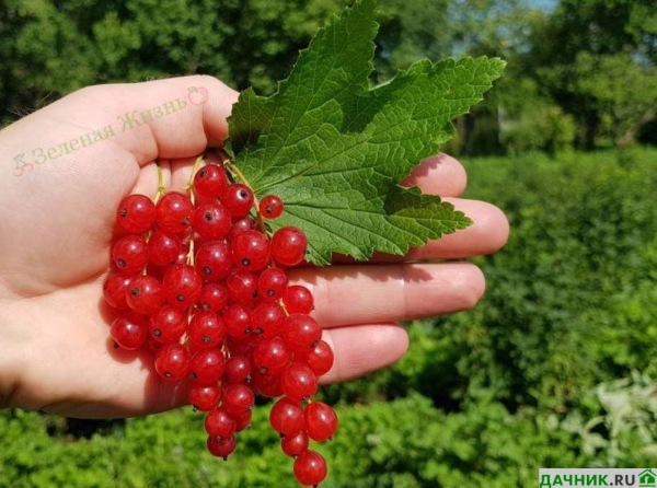 Нюансы выращивания красной смородины Сахарная: советы опытных садоводов