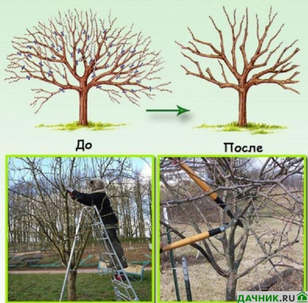 Сорт груши Велеса: описание, характеристики, достоинства и недостатки, посадка и выращивание