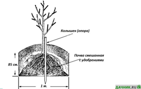 Сорт груши Велеса: описание, характеристики, достоинства и недостатки, посадка и выращивание