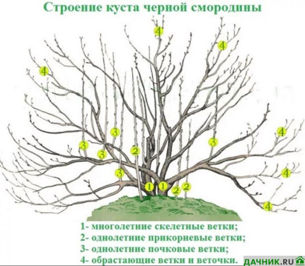 Характеристики и выращивание чёрной смородины Селеченская 2