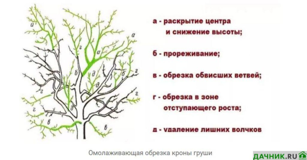 Сорт груши Велеса: описание, характеристики, достоинства и недостатки, посадка и выращивание